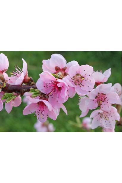 Цветущий персик домашний Т-5 Топ Свит – нежно-розовые цветы на ветках дерева.